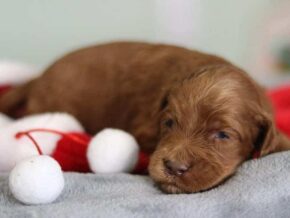 Enzo at Cumberland Kennels, LLC