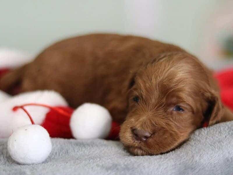 Enzo, a F1b-Irishdoodle puppy in Kentucky.