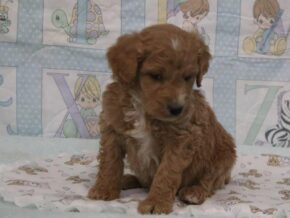 Erik at Cumberland Kennels, LLC