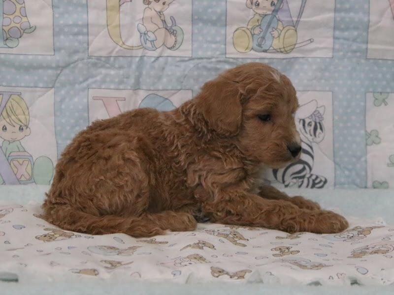 Erik, a F1b-Irishdoodle puppy in Kentucky.