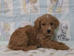 Erik at Cumberland Kennels, LLC