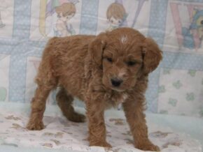 Erik at Cumberland Kennels, LLC