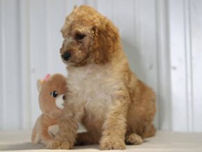 Ernesto at Cumberland Kennels, LLC