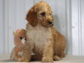 Ernesto at Cumberland Kennels, LLC