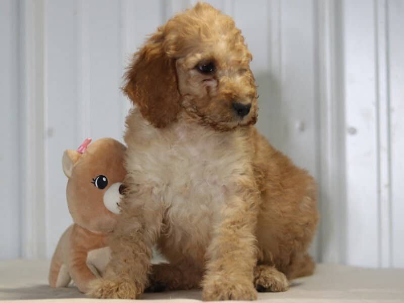 Ernesto, a F1b-Irishdoodle puppy in Kentucky.