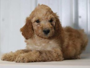 Ernesto at Cumberland Kennels, LLC