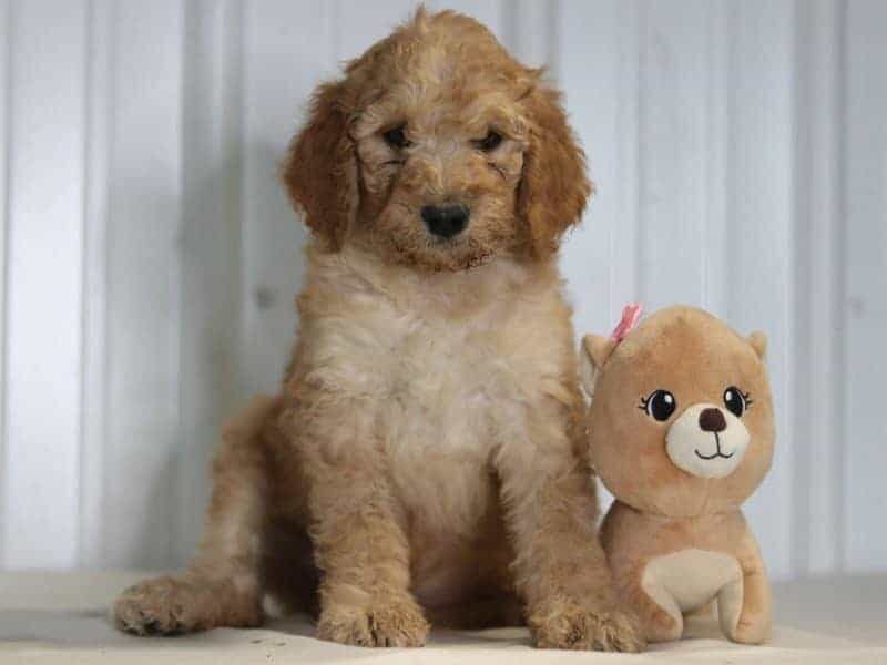 Ernesto, a F1b-Irishdoodle puppy in Kentucky.