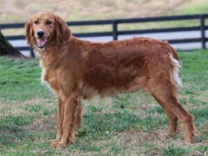 Eve, our Irishdoodle dam at Cumberland Kennels, LLC