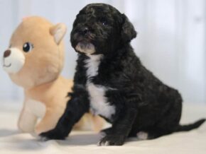 Alaska at Cumberland Kennels, LLC