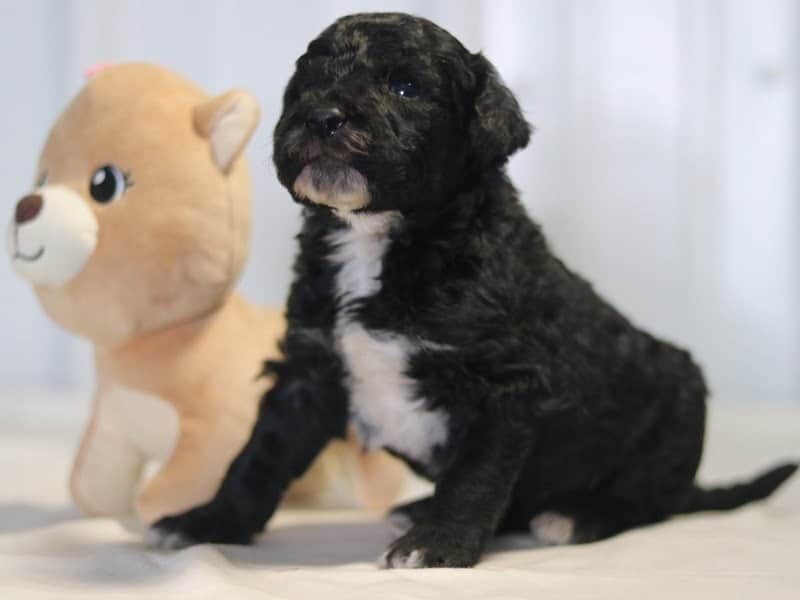 Alaska, a F1b-Goldendoodle puppy in Kentucky.