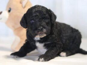 Alaska at Cumberland Kennels, LLC