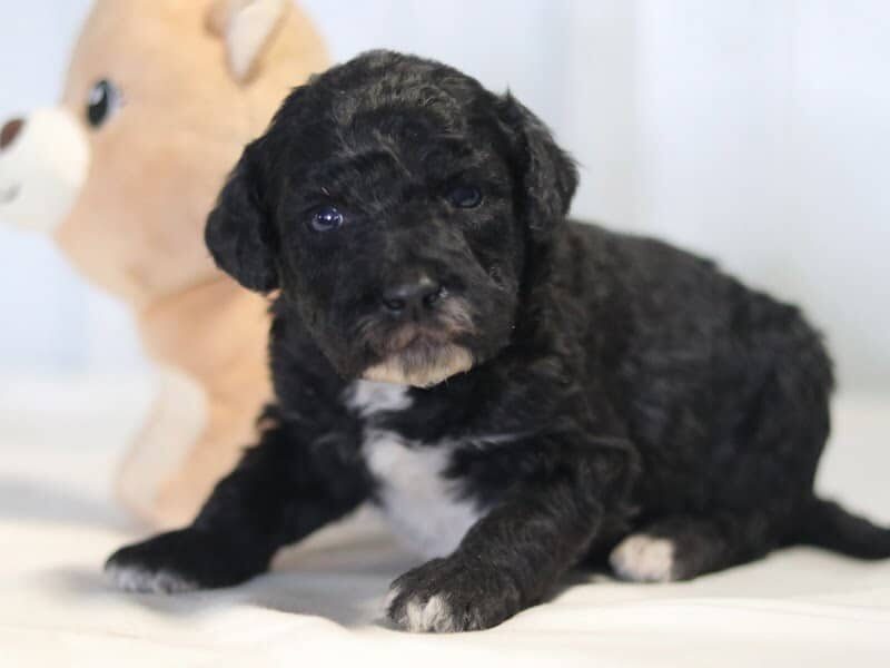 Alaska, a F1b-Goldendoodle puppy in Kentucky.