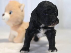 Alaska at Cumberland Kennels, LLC