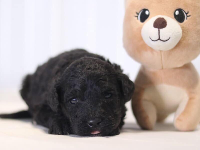 Adam, a F1b-Goldendoodle puppy in Kentucky.