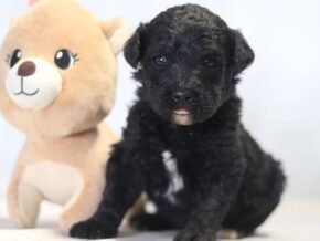 Adam at Cumberland Kennels, LLC