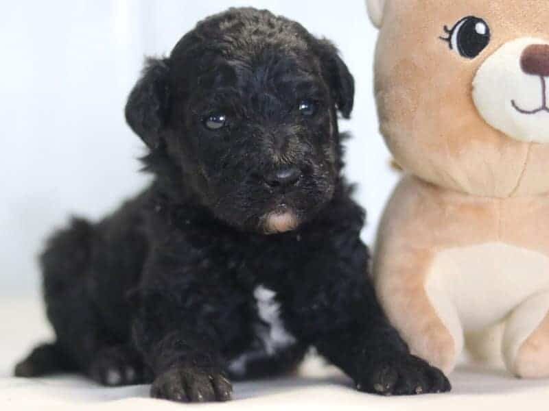 Adam, a F1b-Goldendoodle puppy in Kentucky.