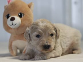 Alanzo at Cumberland Kennels, LLC