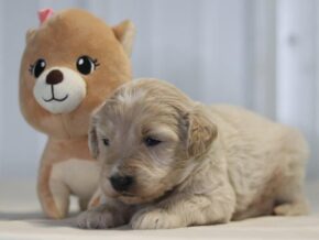 Alanzo at Cumberland Kennels, LLC