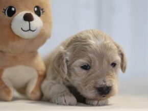 Alanzo at Cumberland Kennels, LLC