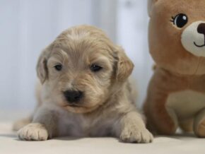 Alanzo at Cumberland Kennels, LLC