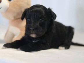 Aaron at Cumberland Kennels, LLC
