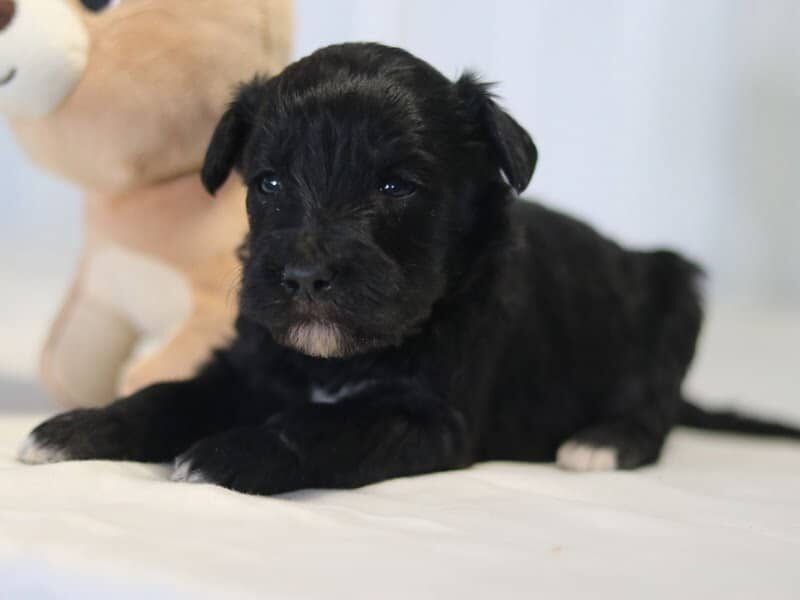 Aaron, a F1b-Goldendoodle puppy in Kentucky.
