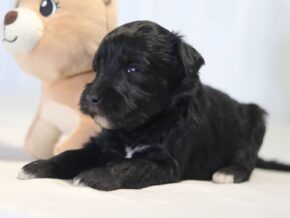 Aaron at Cumberland Kennels, LLC