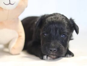 Aaron at Cumberland Kennels, LLC