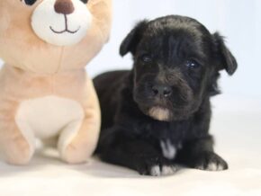 Aaron at Cumberland Kennels, LLC