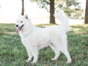 Sonnya, our Samoyed dam at Cumberland Kennels, LLC