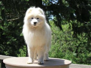 Polar, our Samoyed sire at Cumberland Kennels, LLC