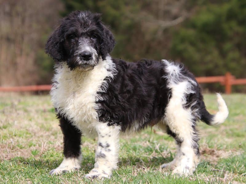 Find Your Perfect Bernedoodle Puppy in Kentucky