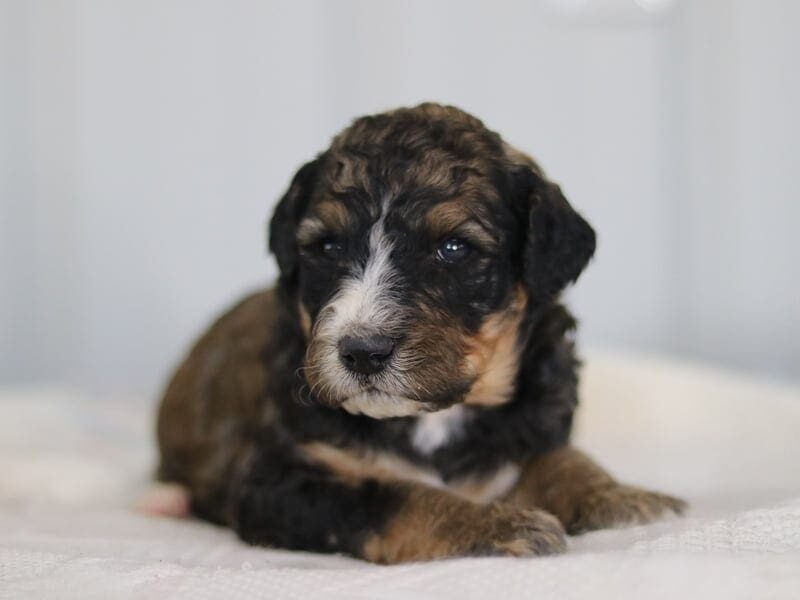 Sabstian, a F1b-Bernedoodle puppy in Kentucky.