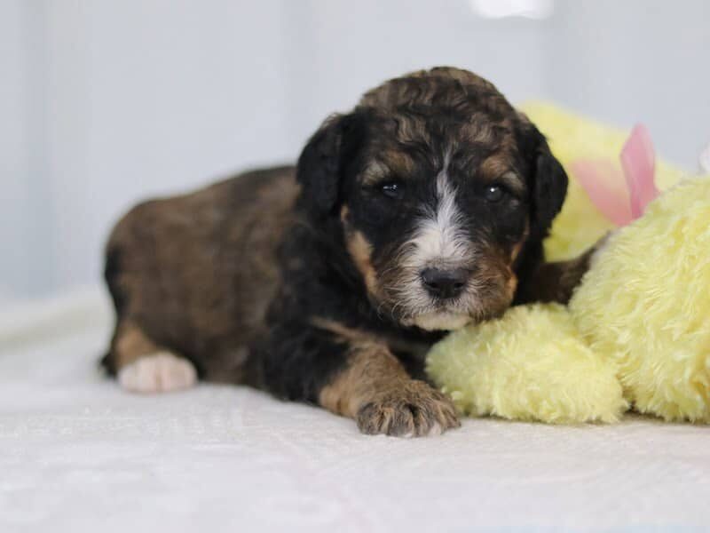 Sabstian, a F1b-Bernedoodle puppy in Kentucky.