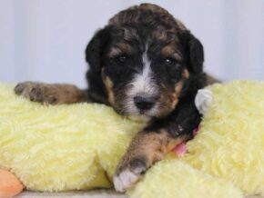 Sabstian at Cumberland Kennels, LLC