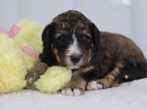 Sabstian at Cumberland Kennels, LLC