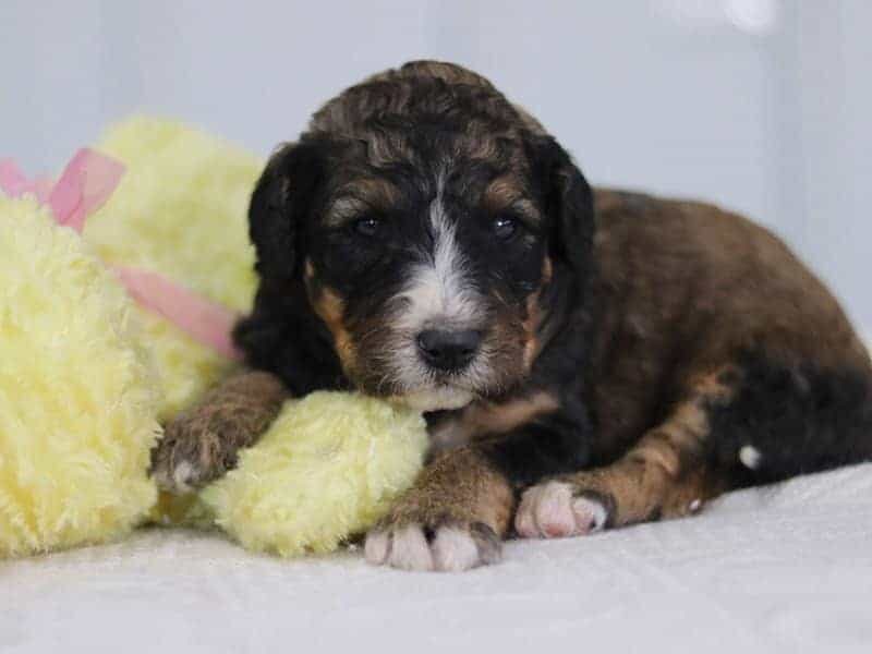 Sabstian, a F1b-Bernedoodle puppy in Kentucky.