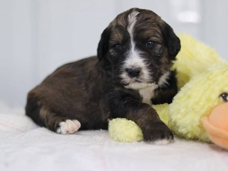 Samantha, a F1b-Bernedoodle puppy in Kentucky.