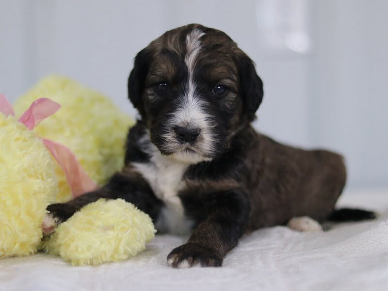Samantha, a F1b-Bernedoodle puppy in Kentucky.