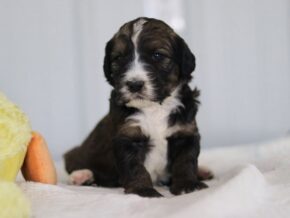 Samantha at Cumberland Kennels, LLC