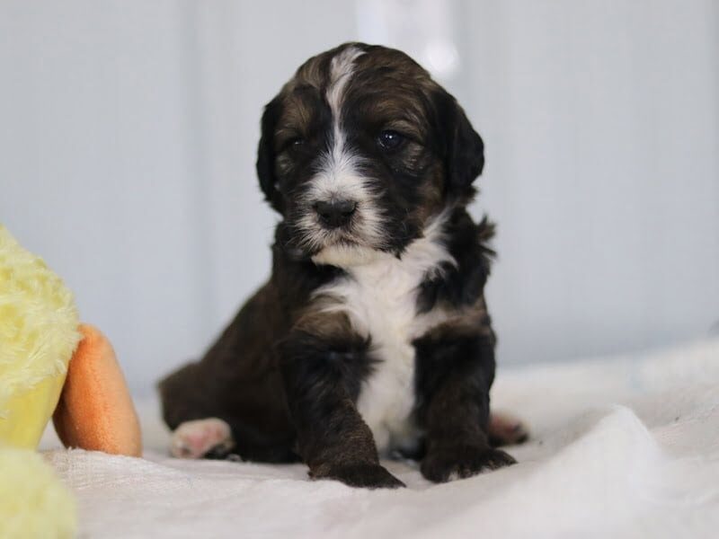 Samantha, a F1b-Bernedoodle puppy in Kentucky.