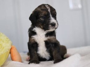 Samantha at Cumberland Kennels, LLC