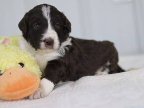 Sambo at Cumberland Kennels, LLC