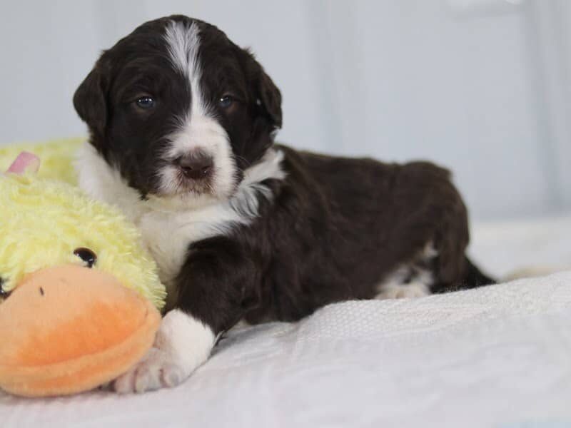 Sambo, a F1b-Bernedoodle puppy in Kentucky.