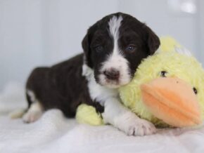 Sambo at Cumberland Kennels, LLC