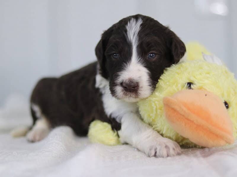 Sambo, a F1b-Bernedoodle puppy in Kentucky.