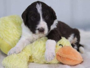 Sambo at Cumberland Kennels, LLC