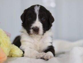Sambo at Cumberland Kennels, LLC