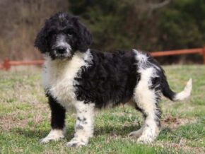 Sergeant at Cumberland Kennels, LLC