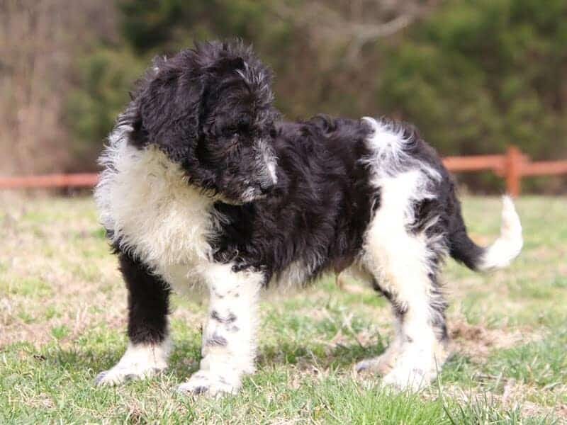 Sergeant, a F1b-Bernedoodle puppy in Kentucky.
